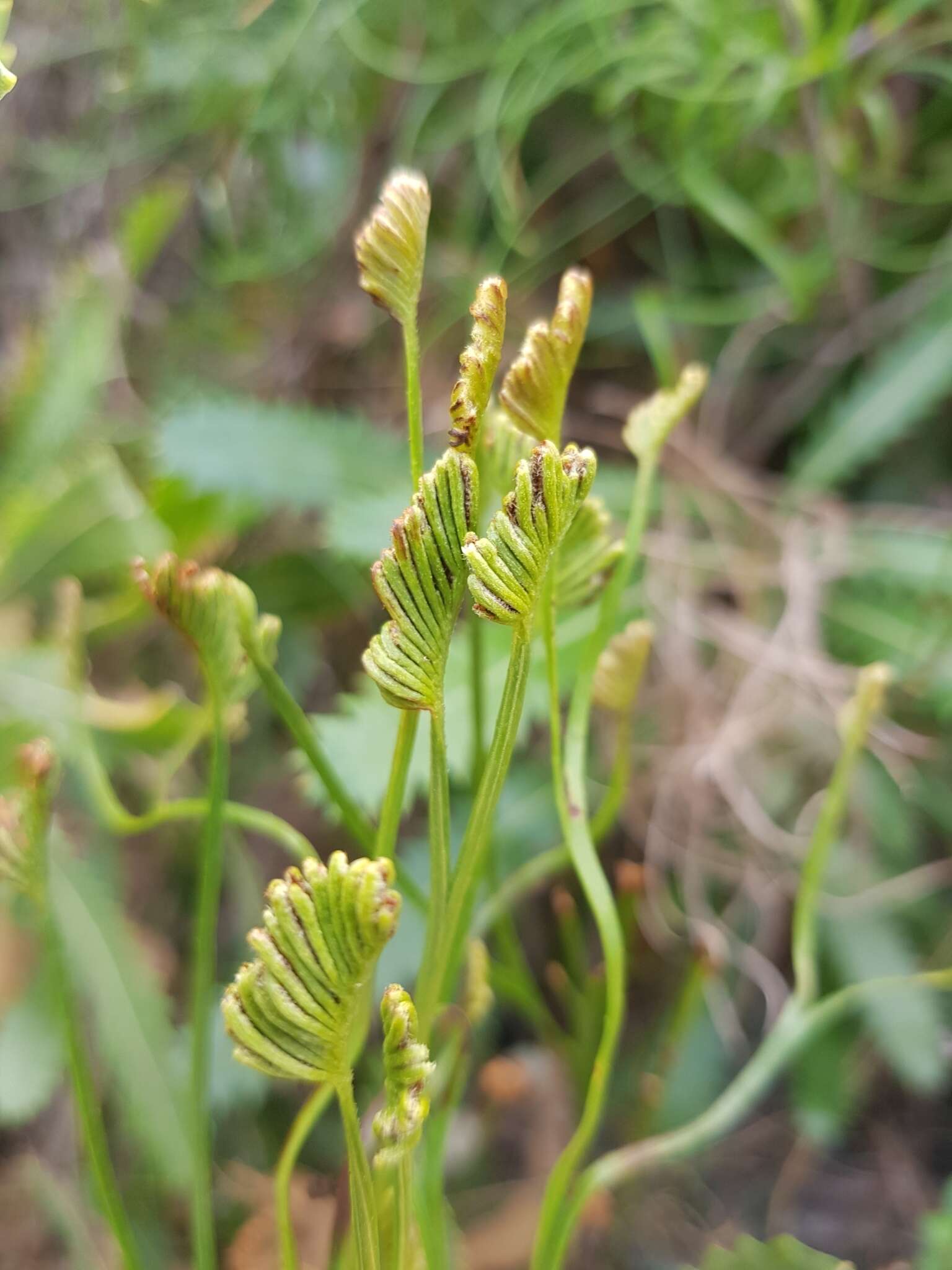 Imagem de Schizaea bifida Willd.