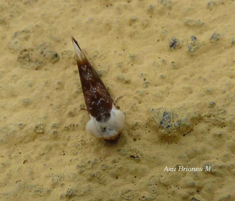 Слика од Chrysoecia requies Dyar 1909