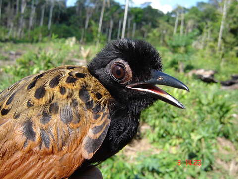 Image of Black-spotted Bare-eye