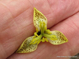 Image of Moraea trifida R. C. Foster