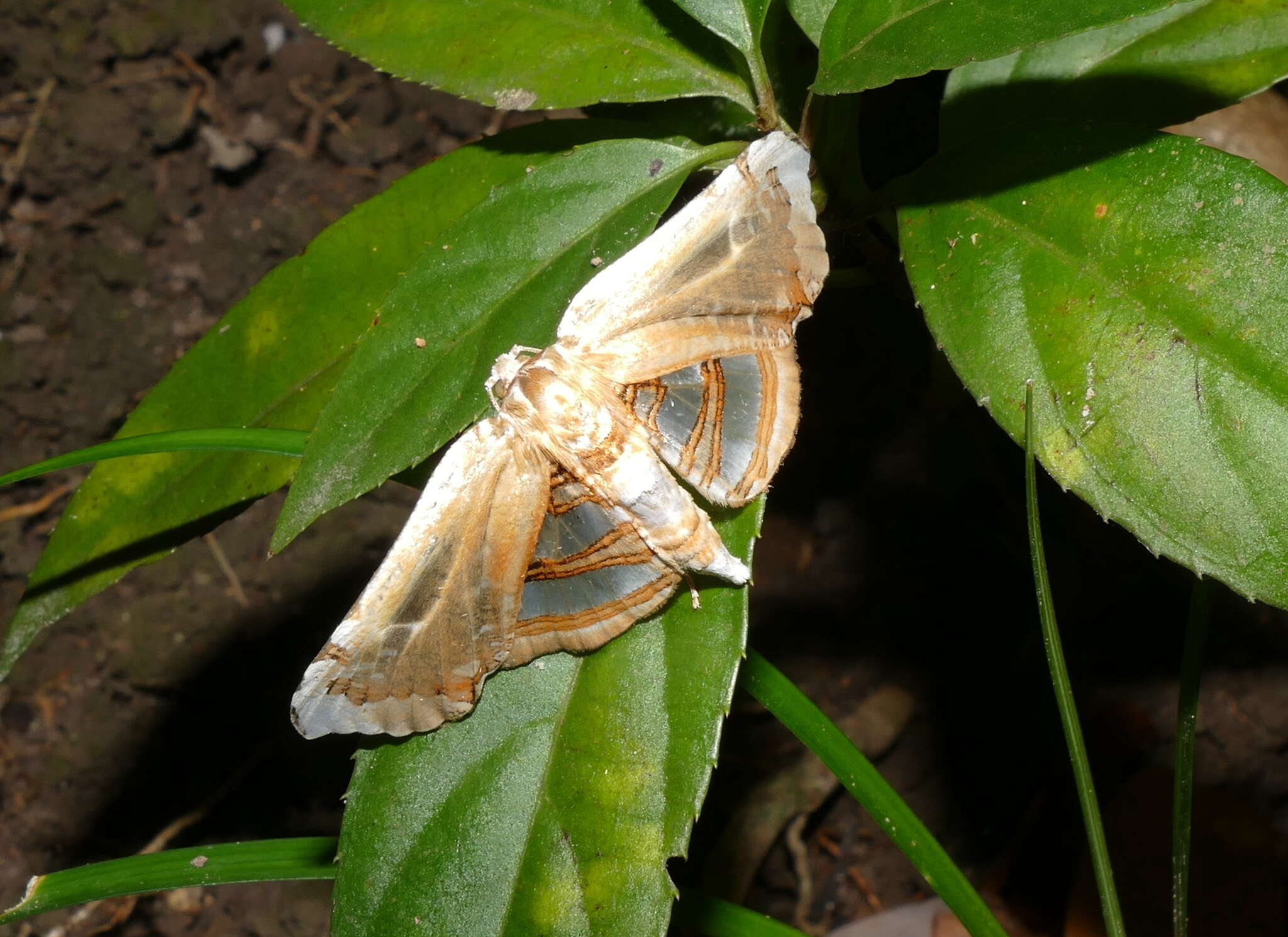 Image of Herdonia hainanensis Inoue 1993