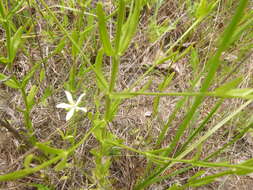 Sabatia quadrangula Wilbur resmi