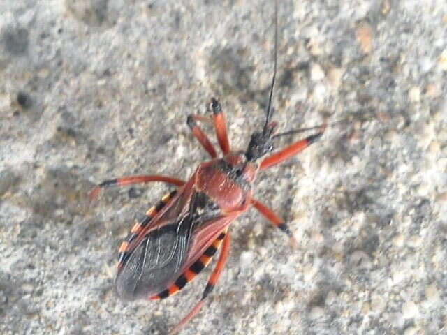 صورة Rhynocoris iracundus (Poda 1761)