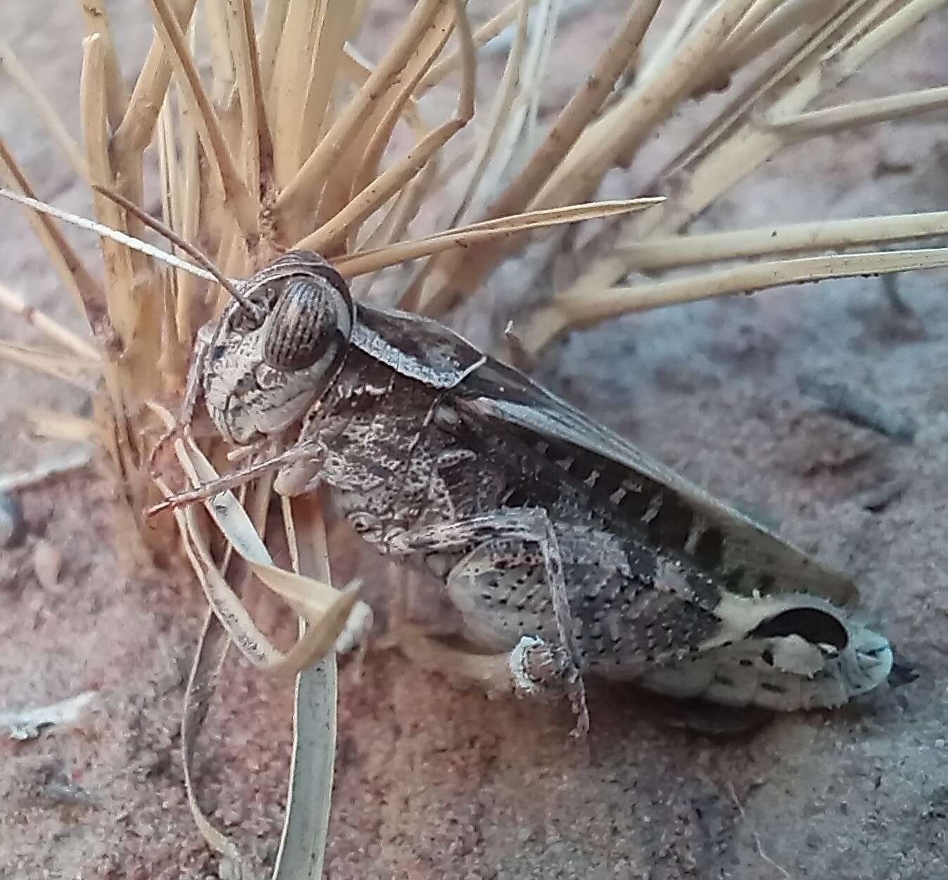 Слика од Acorypha pallidicornis (Stål 1876)