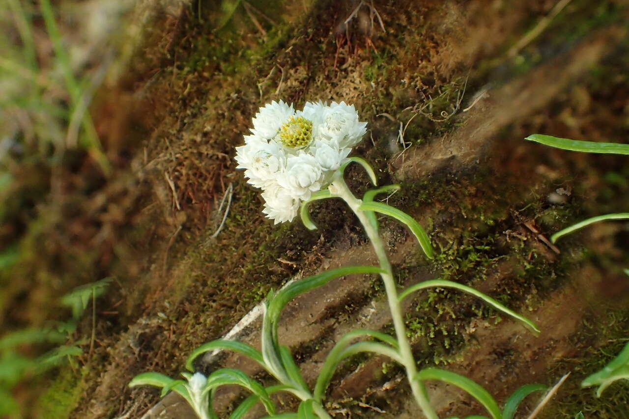 Plancia ëd Anaphalis morrisonicola Hayata