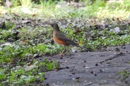 Image of Brown-headed Thrush