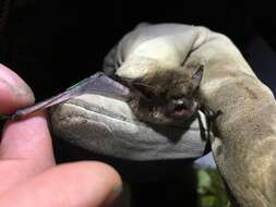 Image of whiskered bat, european whiskered bat