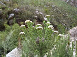 Image of Pointy Blombush