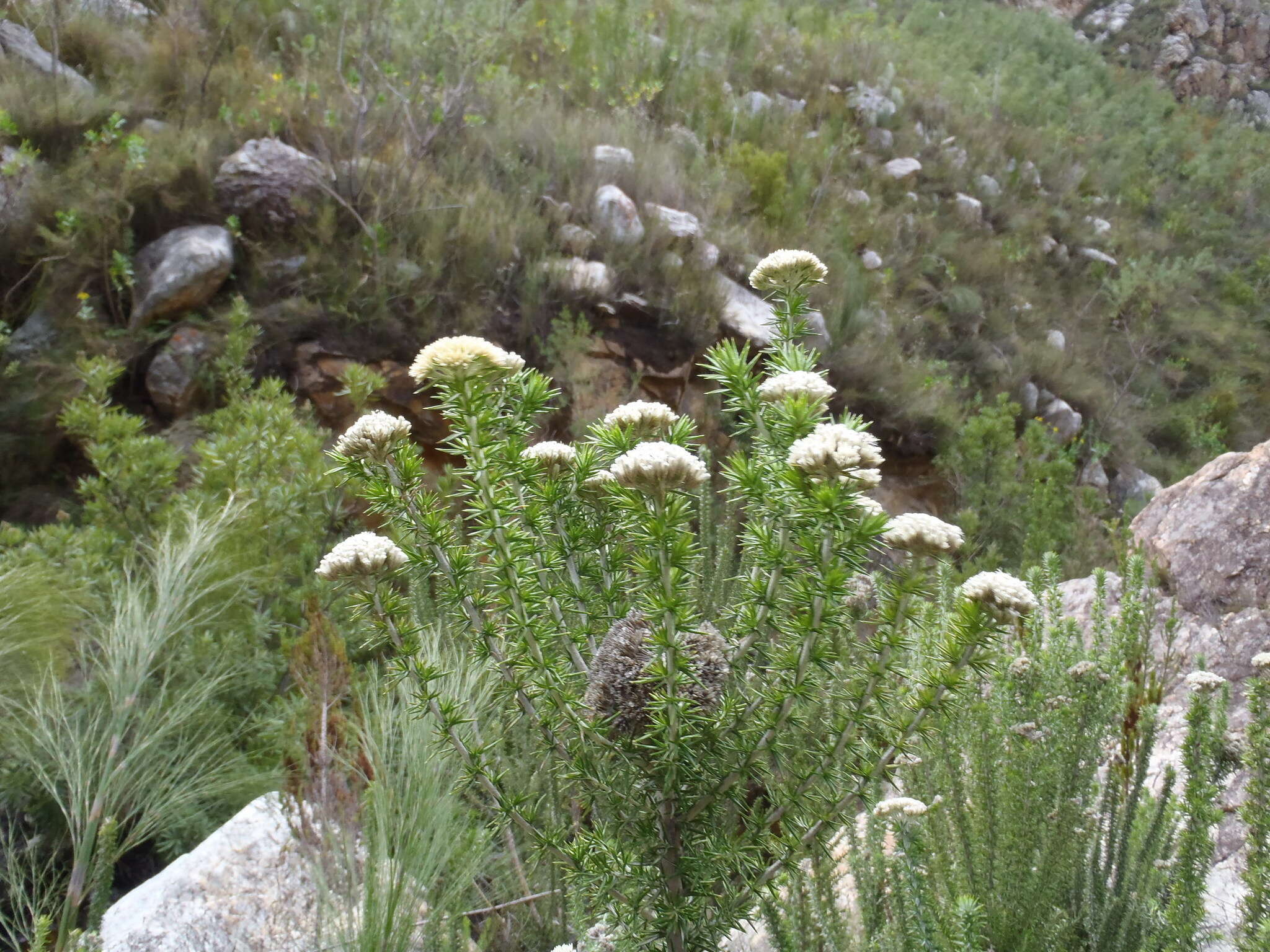 Image of Pointy Blombush