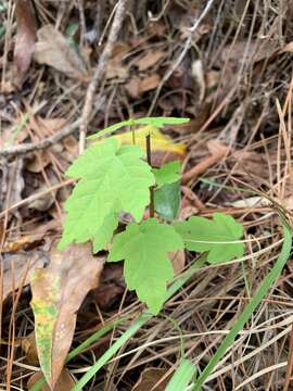 Image of red maple