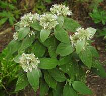 Image of hoary mountainmint