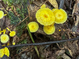 Image of Tricholomopsis aurea (Beeli) Desjardin & B. A. Perry 2017