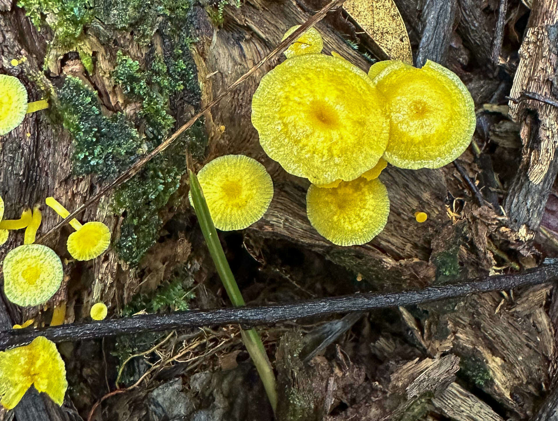 Image of Tricholomopsis aurea (Beeli) Desjardin & B. A. Perry 2017