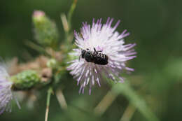 Image of Stelis punctulatissima (Kirby 1802)