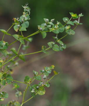 Image of Podosphaera euphorbiae (Castagne) U. Braun & S. Takam. 2000