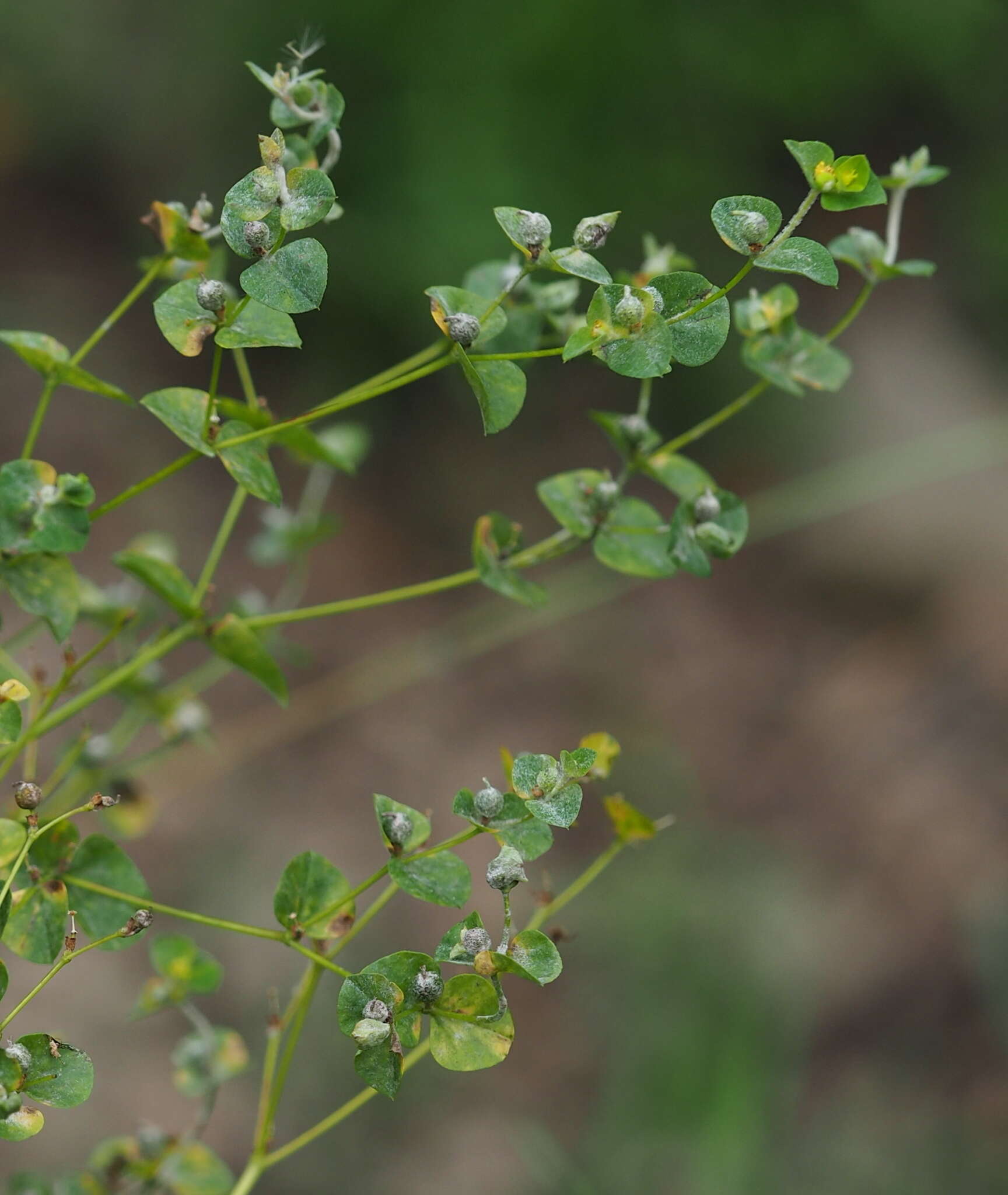 Podosphaera euphorbiae (Castagne) U. Braun & S. Takam. 2000的圖片