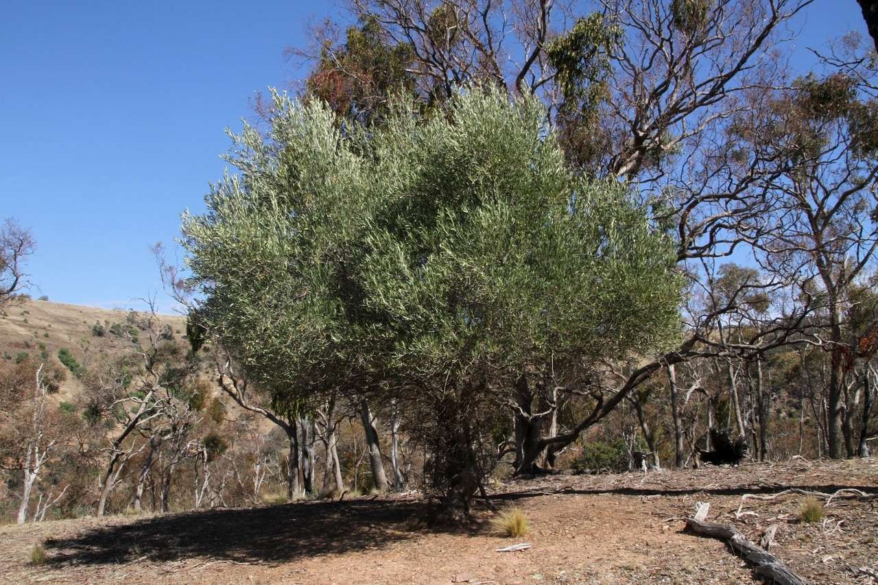 Sivun Olea europaea subsp. europaea kuva