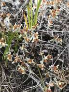 Слика од Helichrysum tinctum (Thunb.) Hilliard & Burtt