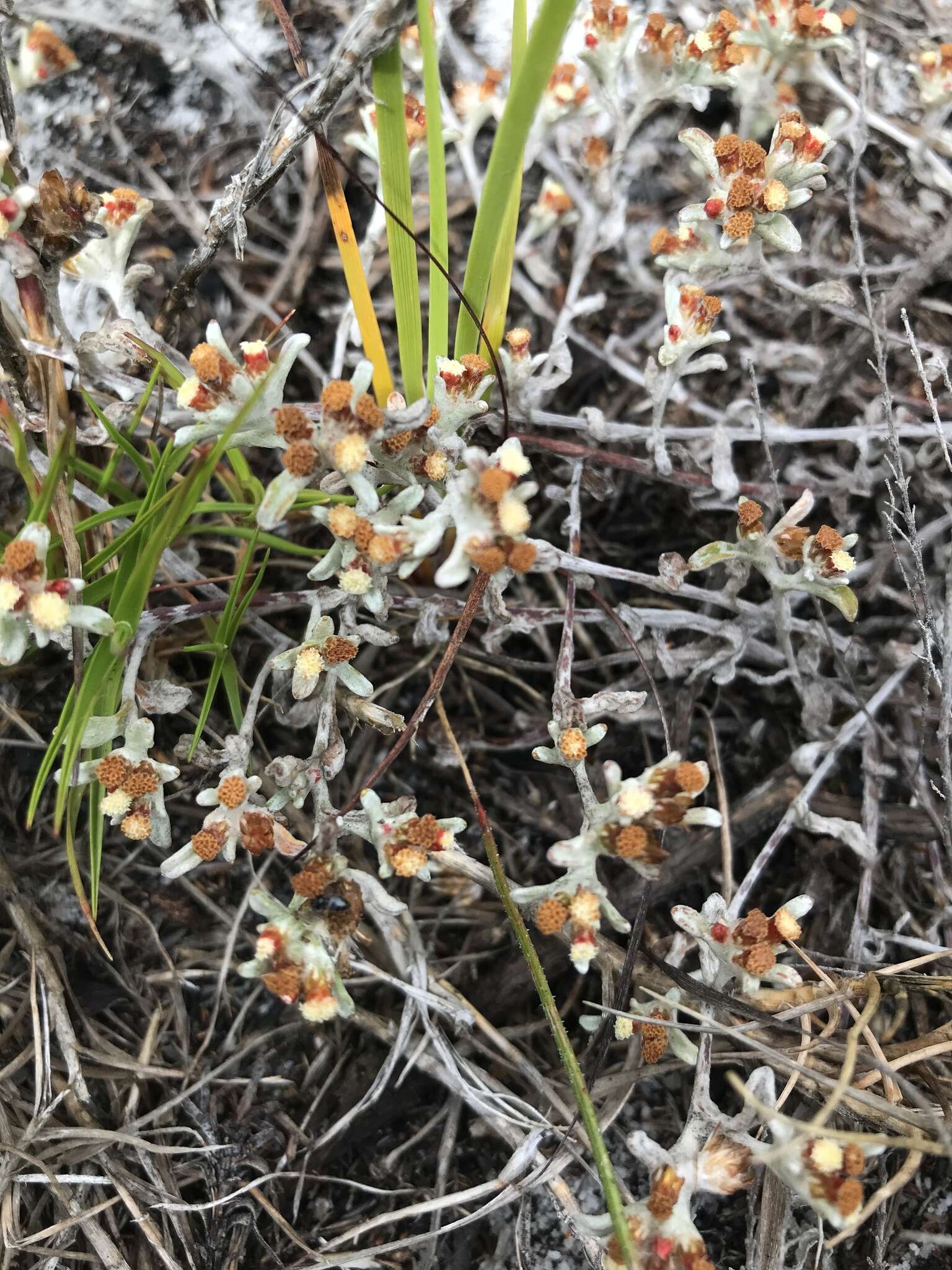 Слика од Helichrysum tinctum (Thunb.) Hilliard & Burtt