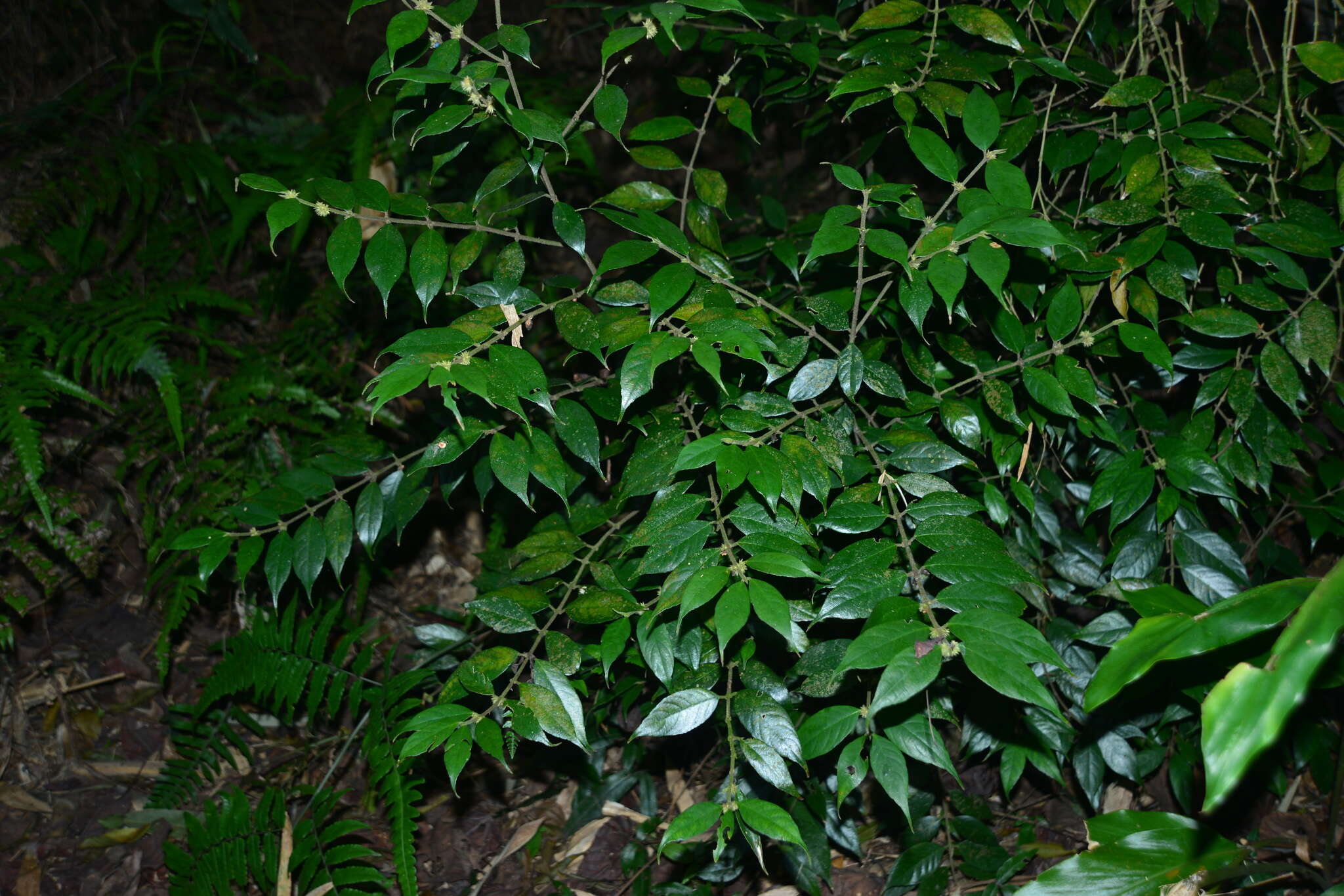 Image of Lasianthus curtisii King & Gamble