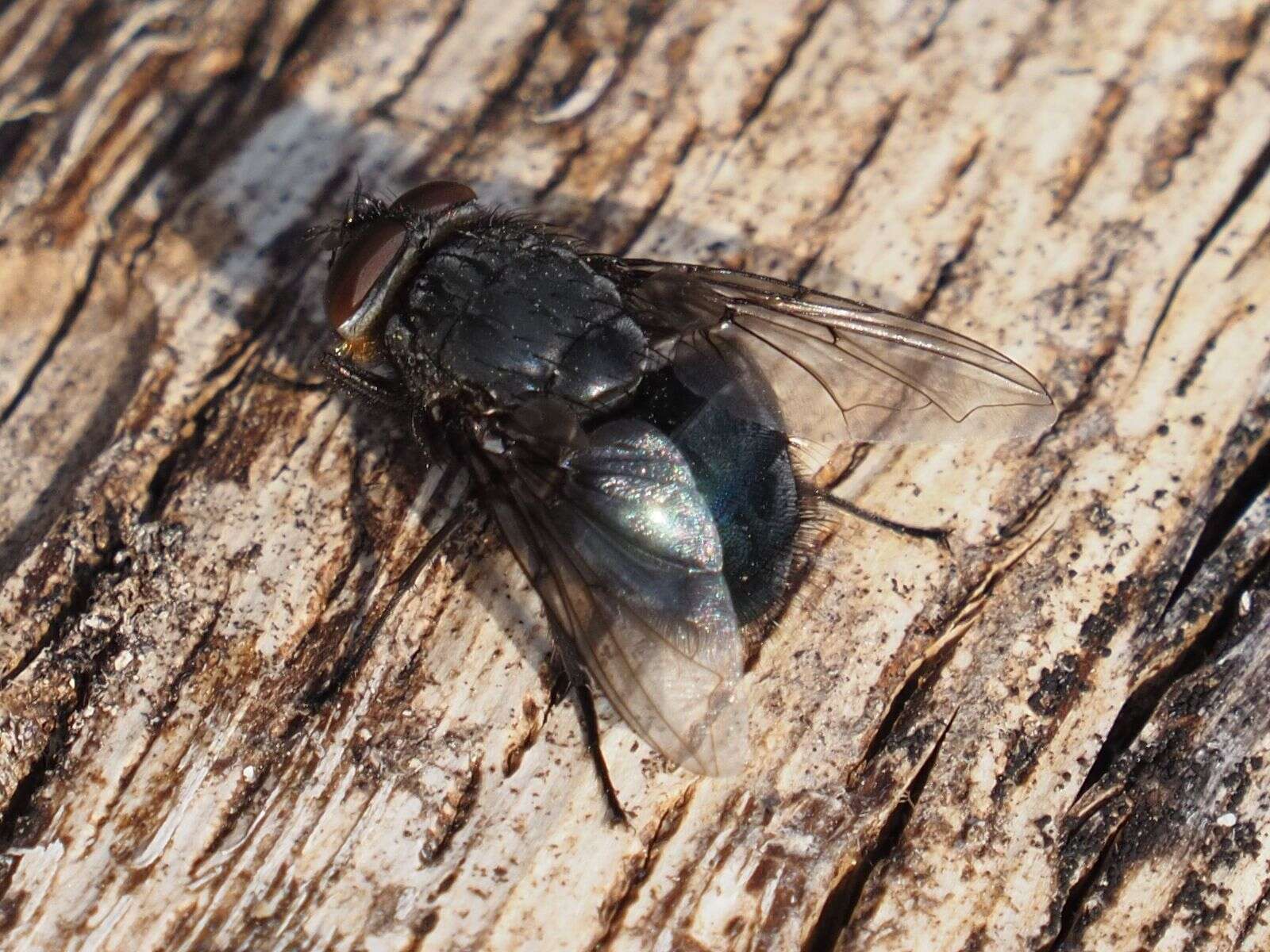 Image of Blue bottle fly