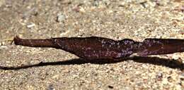 Image of Ghost pipefish