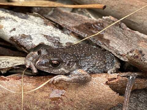 Image of Bibron’s Toadlet