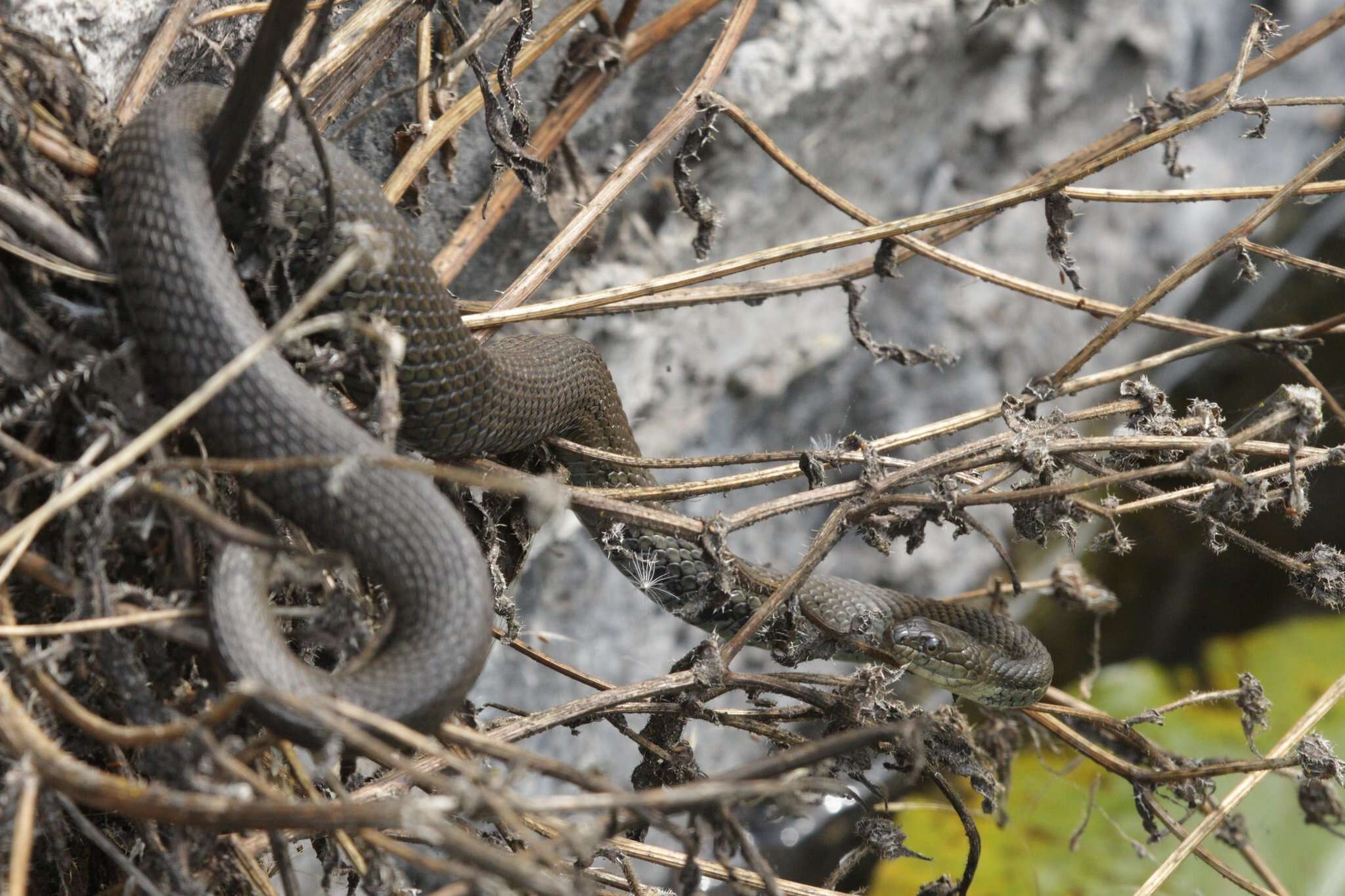 Image of Blackbelly Garter Snake