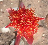 Imagem de Haemanthus sanguineus Jacq.