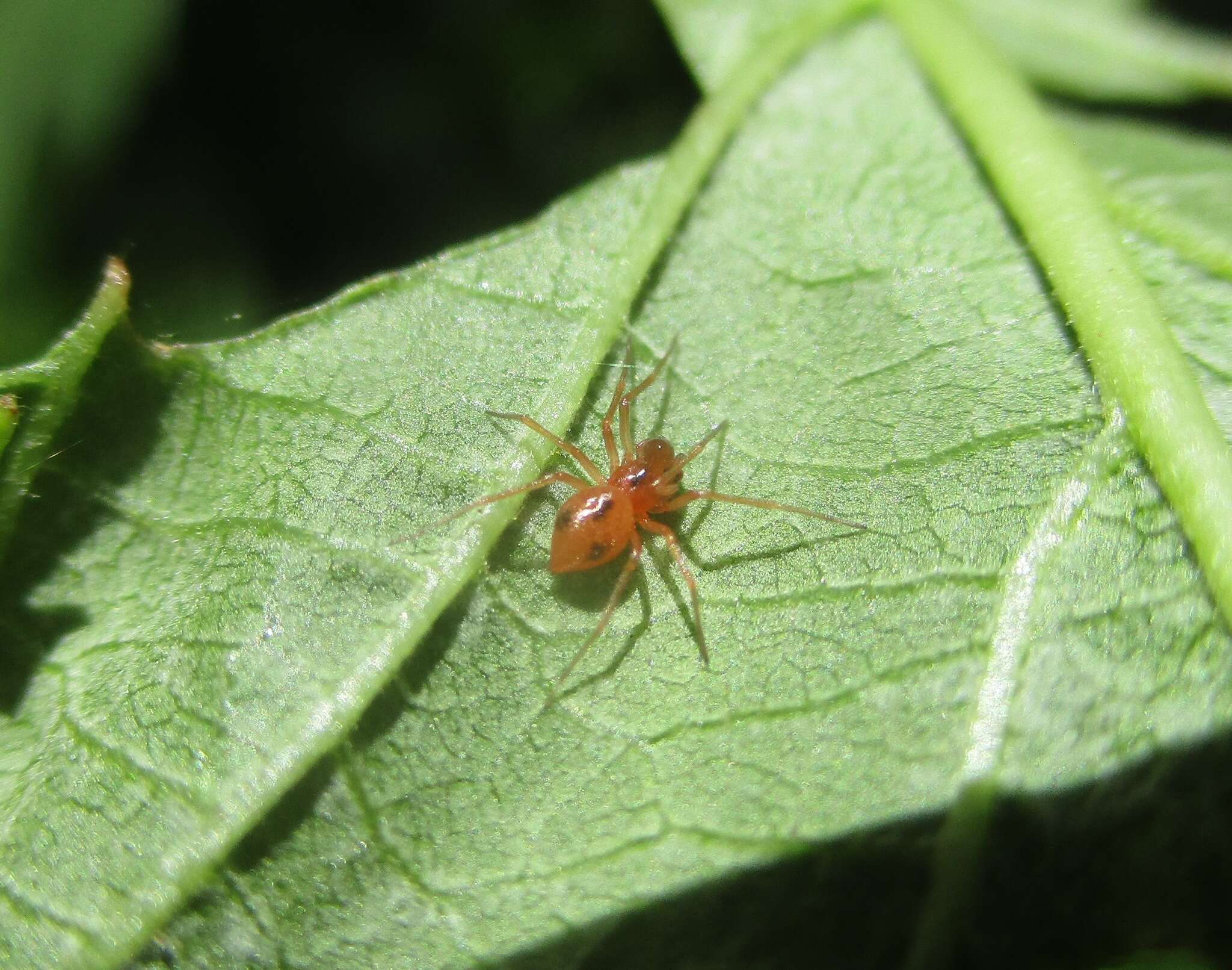 Image of Minicia teneriffensis Wunderlich 1980