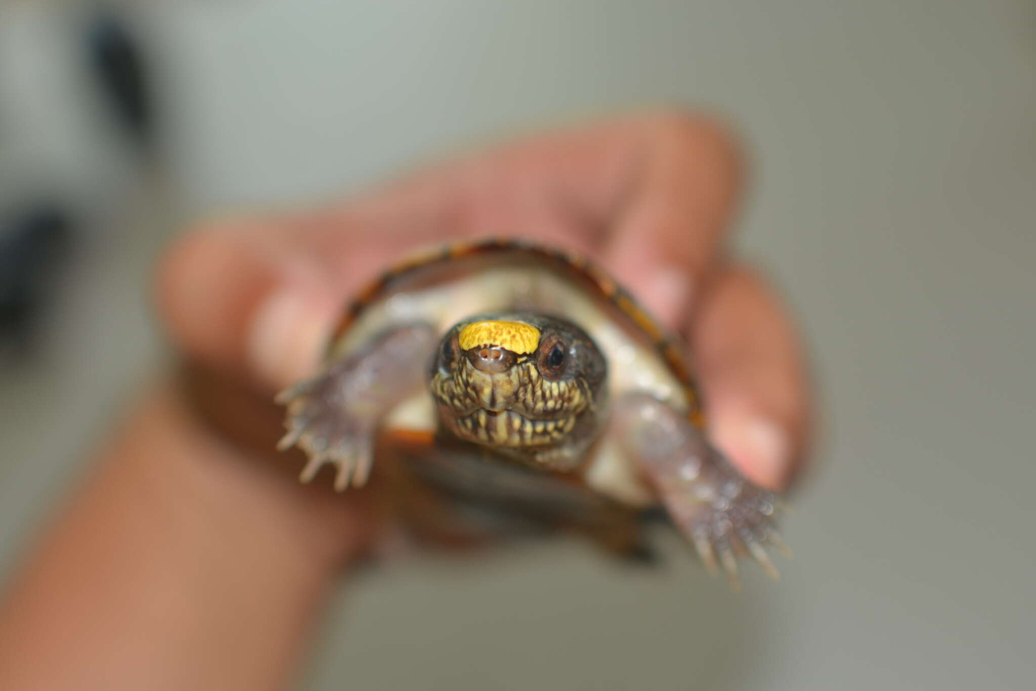 Image of Vallarta mud turtle