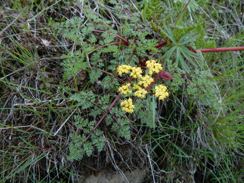 Image of salmonflower biscuitroot