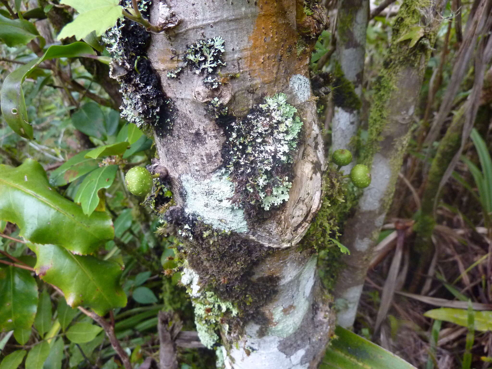 Ficus lateriflora Vahl的圖片