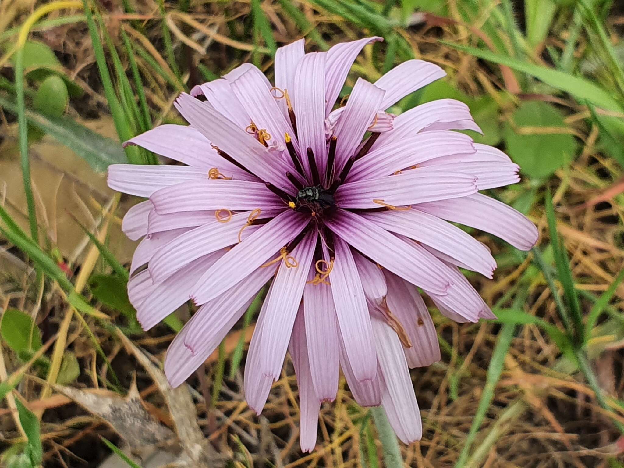 Image of Pseudopodospermum undulatum (Vahl) Zaika, Sukhor. & N. Kilian