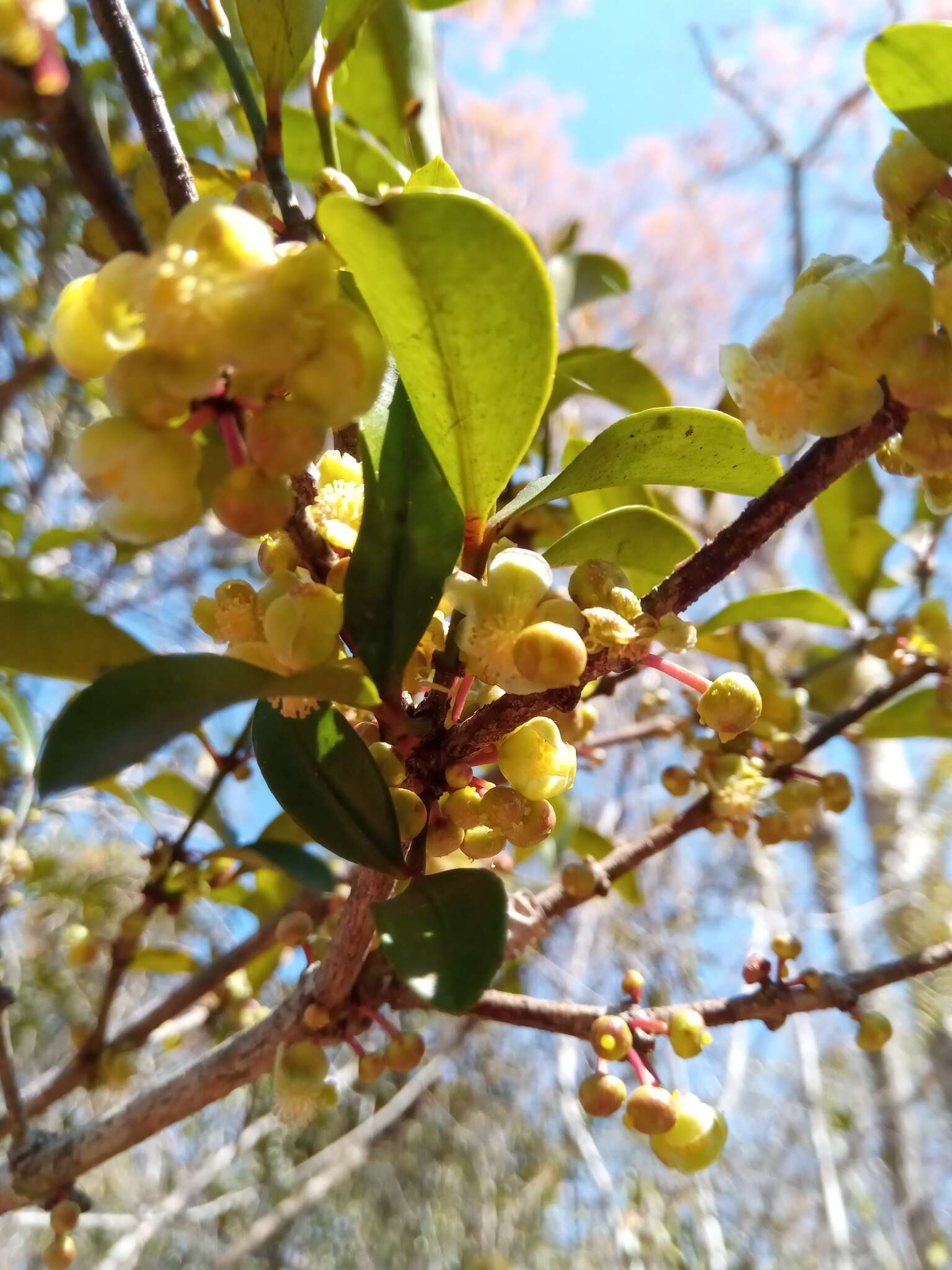 Garcinia calcicola (Jum. & H. Perrier) P. W. Sweeney & Z. S. Rogers resmi