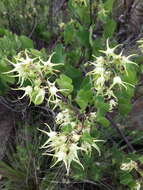 Image of Riocreuxia aberrans R. A. Dyer