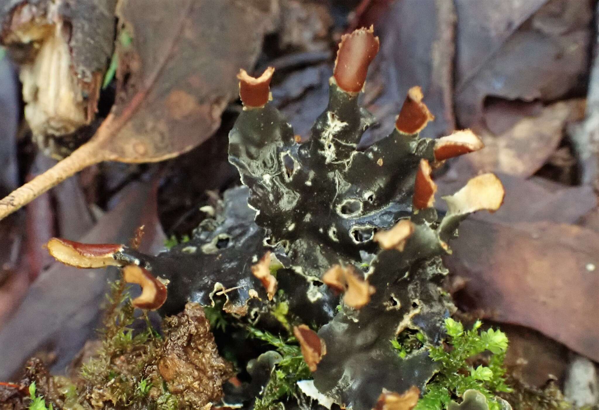 Image of Peltigera dolichorhiza (Nyl.) Nyl.