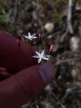 Image of Strumaria tenella subsp. tenella