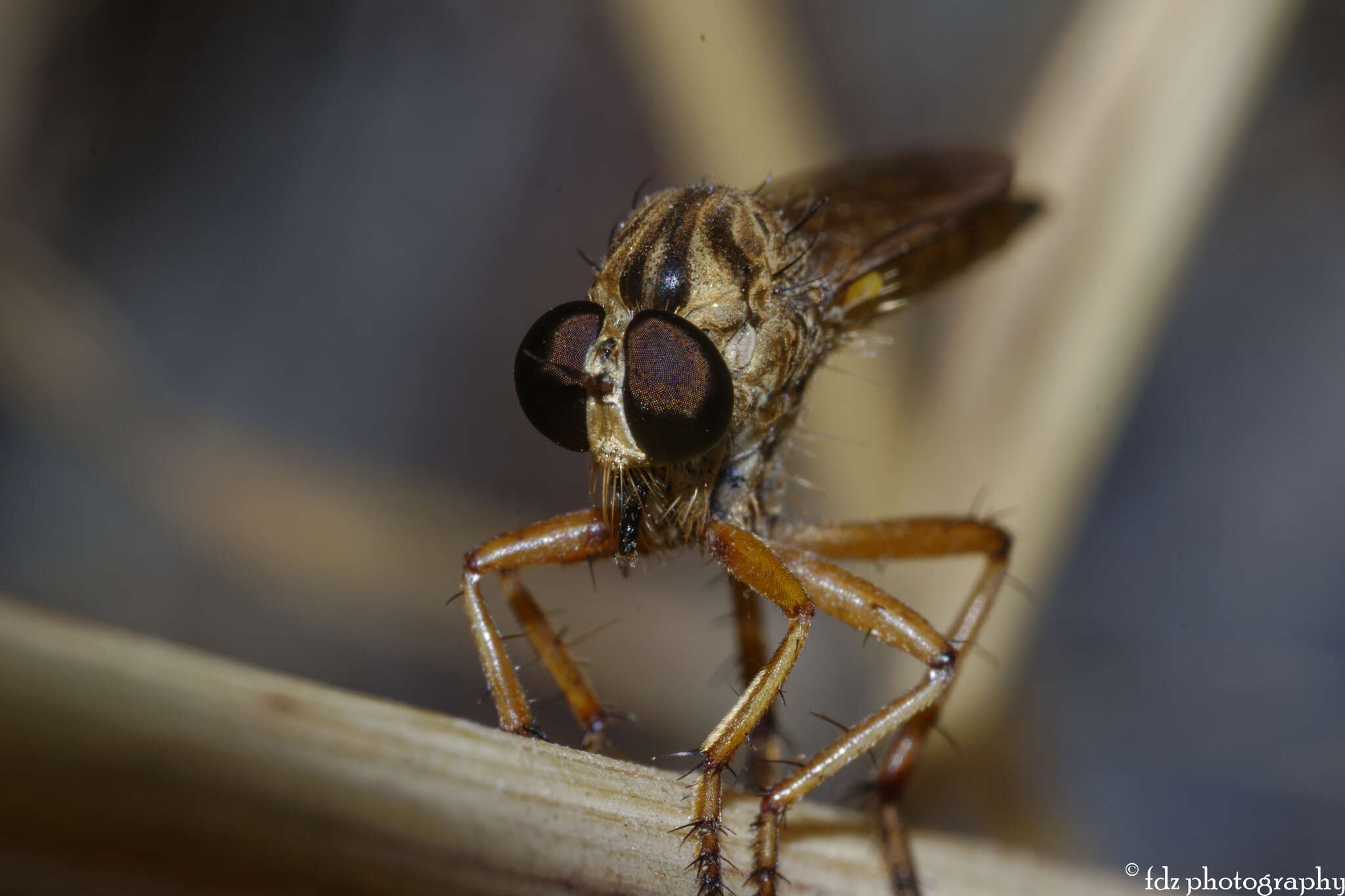 Plancia ëd <i>Aneomochtherus ochriventris</i>