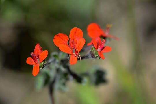 Image of Scarlet pelargonium