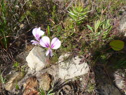 Image of Pelargonium longicaule Jacq.