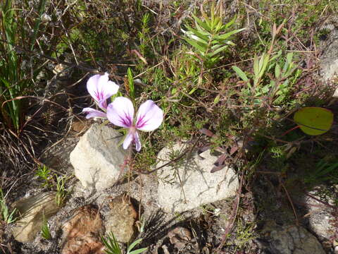 Image of Pelargonium longicaule Jacq.