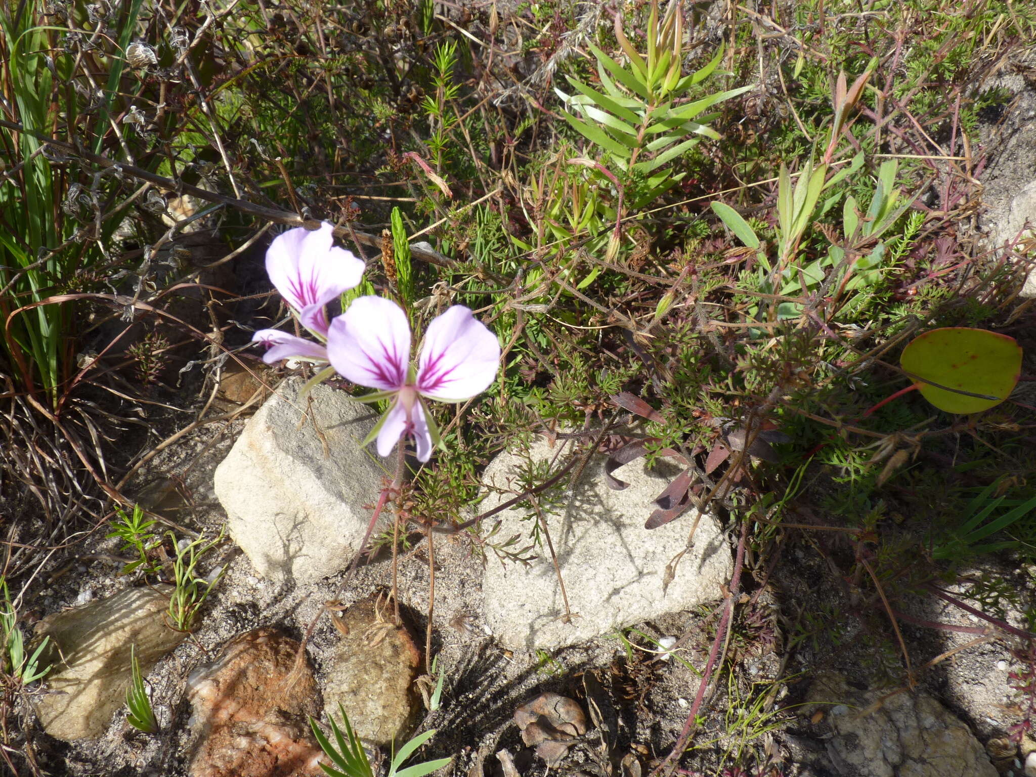 Image of Pelargonium longicaule Jacq.