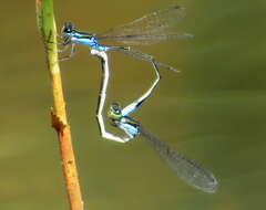 Image of Xiphiagrion cyanomelas Selys 1876