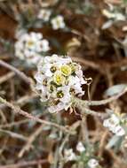 Plancia ëd Lobularia maritima subsp. maritima