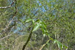 Imagem de Jatropha macrocarpa Griseb.