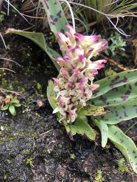 Image of Disa fragrans Schltr.