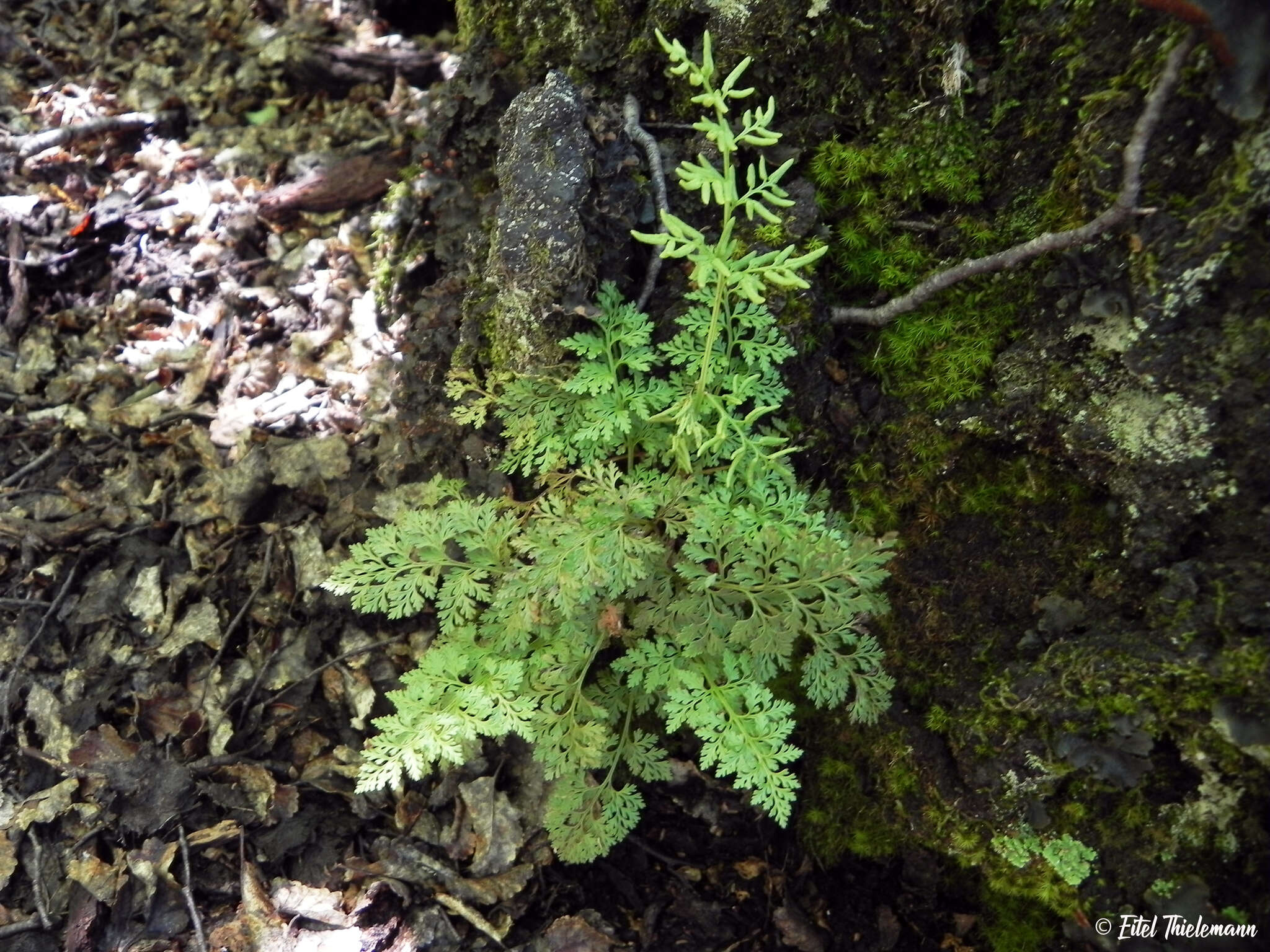 Image of Cryptogramma fumariifolia (Phil. ex Bak.) Christ