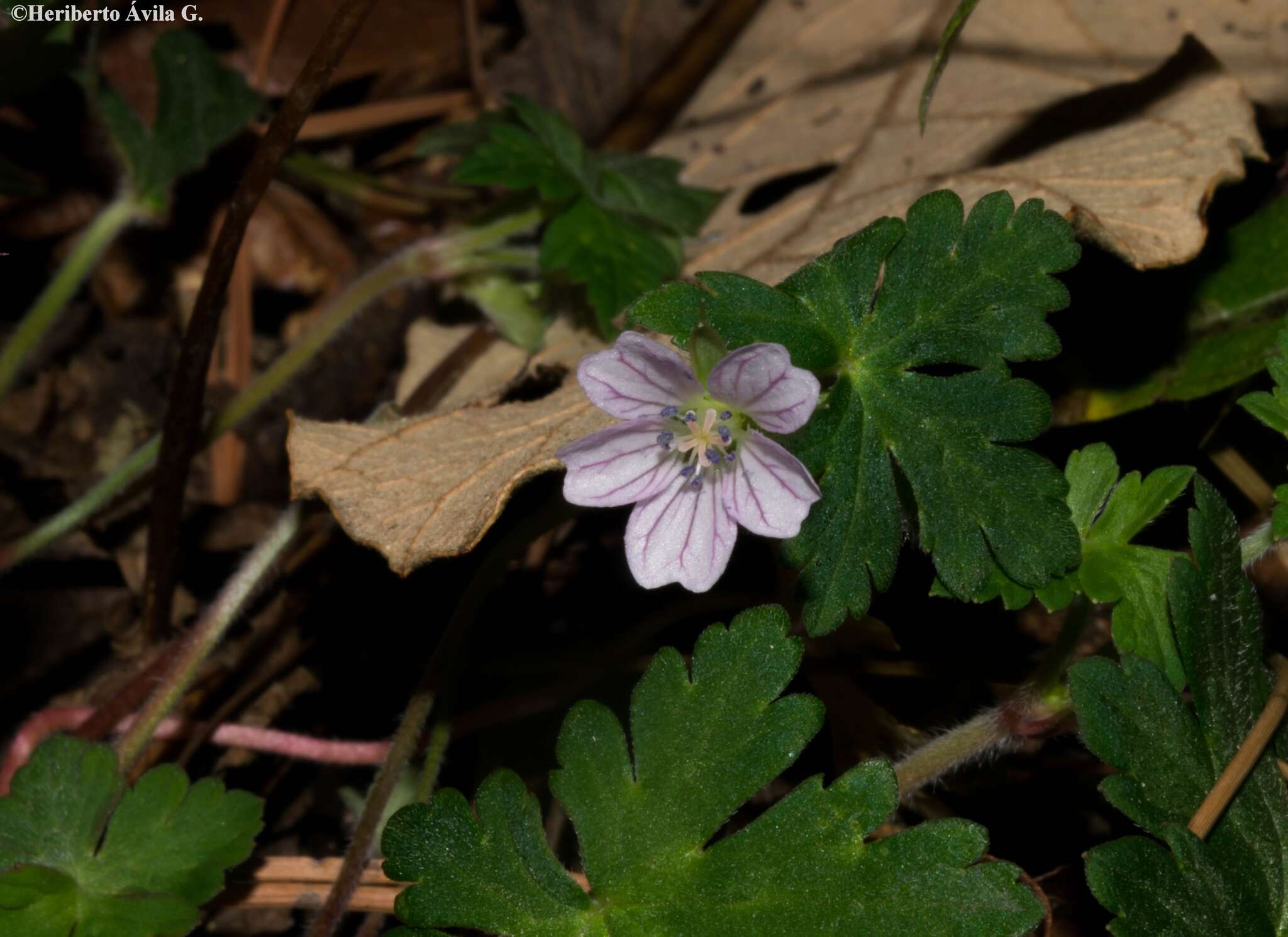 Imagem de Geranium seemannii Peyr.