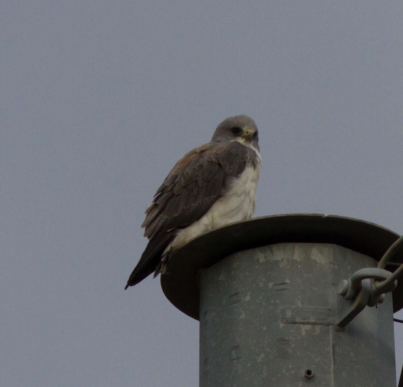 Geranoaetus albicaudatus (Vieillot 1816) resmi